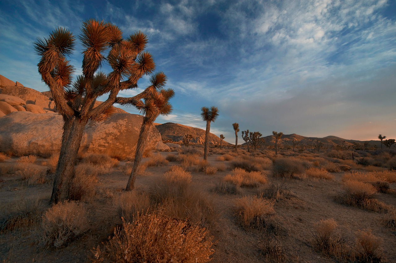 De Mojave woestijn